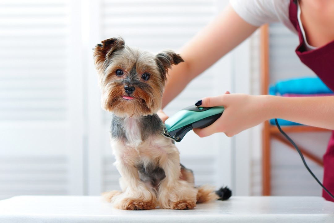 3×1 en cursos de cuidados caninos